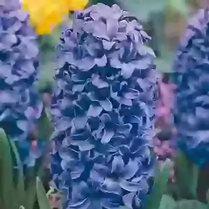Blue Star